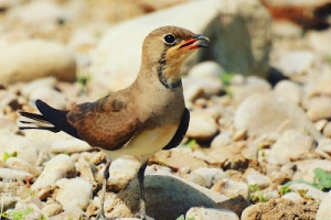 Canastera común, Glareola pratincola.